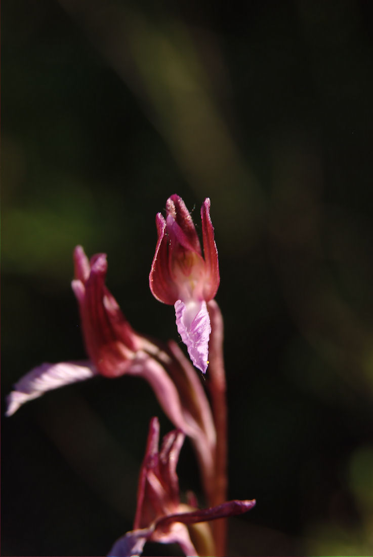 Orchidee nel pisano